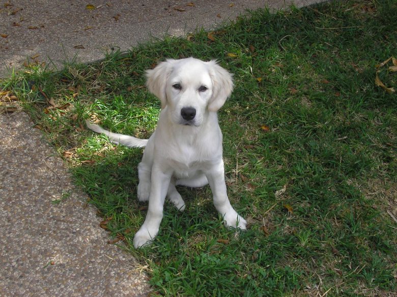 4 months old Golden White Retriever