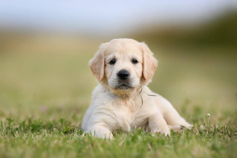 Seven week old golden retriever puppy outdoors on a sunny day.