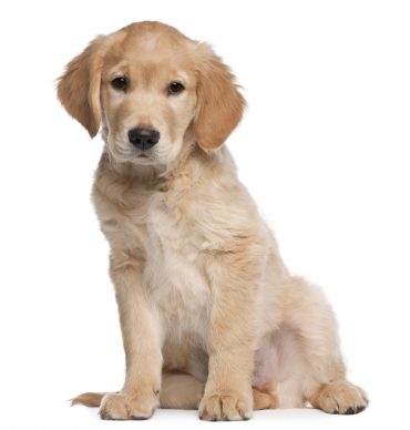 Golden Retriever puppy, 2 months old