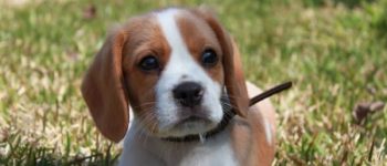 The Beaglier dog