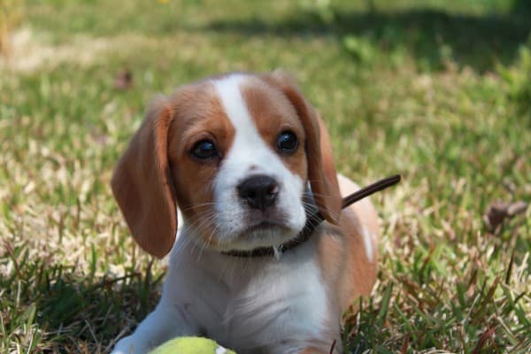 The Beaglier dog