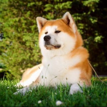 Japanese Akita Inu