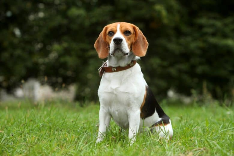 Meet the amazing Beagle