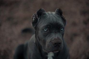 Get to know American Bandogge