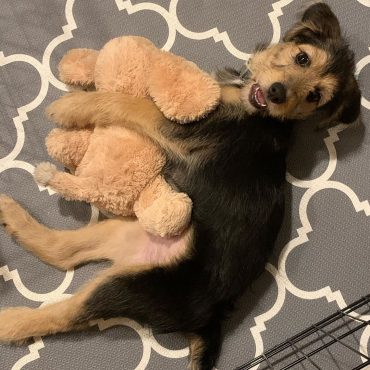 Meet Darby, the Aussie Poodle Darby, the Aussiedoodle