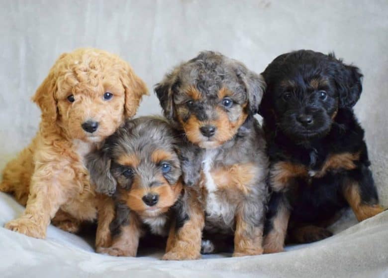 Cute Aussiedoodle Puppies Aussiedoodle Puppies