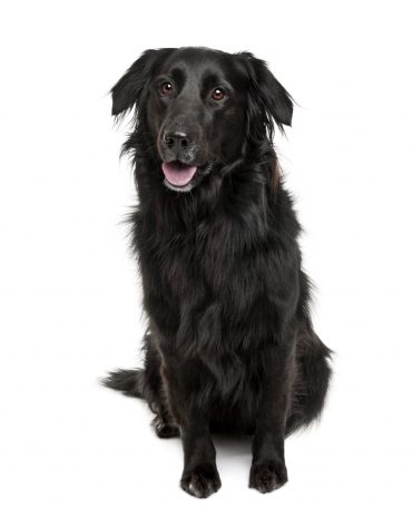 Aussiedor Is The Australian Shepherd Lab Mix Right For You K9 Web