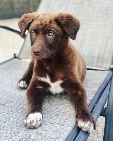 Aussiedor Is The Australian Shepherd Lab Mix Right For You K9 Web