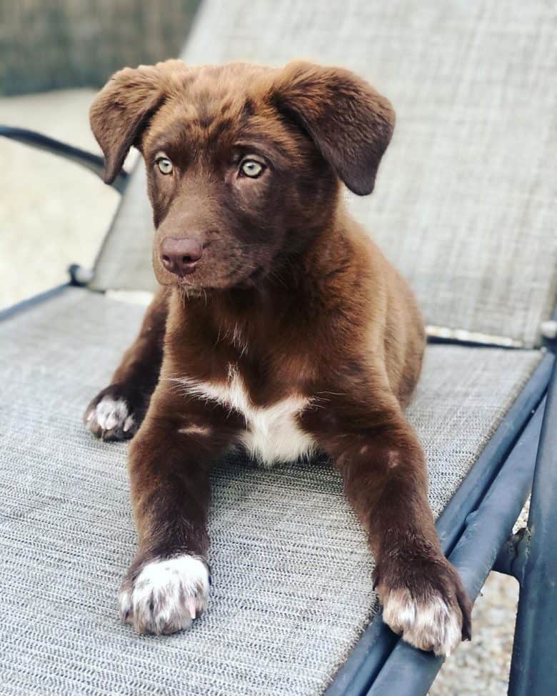 Aussiedor Ist der Australian Shepherd Lab Mix das Richtige für Sie? Wechsel