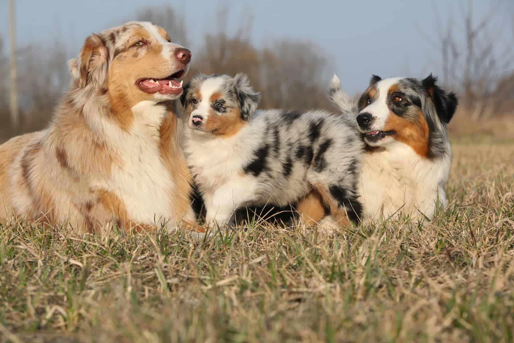 Aussiedor Is the Australian Shepherd Lab Mix Right for You? K9 Web