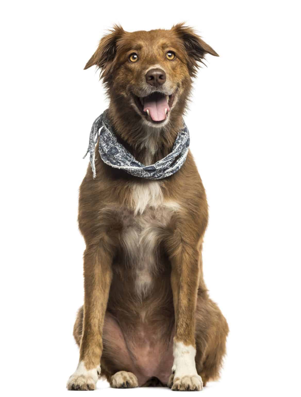Aussiedor Is the Australian Shepherd Lab Mix Right for You? K9 
