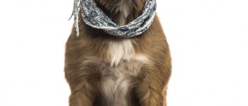 The Australian Shepherd Lab Mix