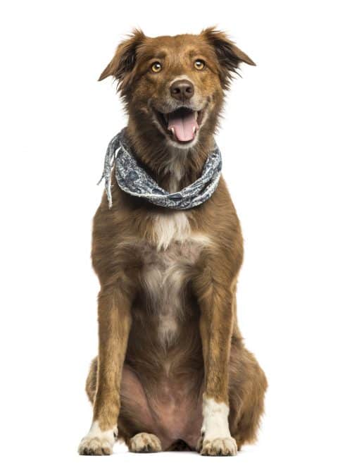 Aussiedor Is the Australian Shepherd Lab Mix Right for You? K9 