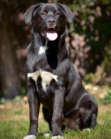 black lab australian shepherd mix for sale