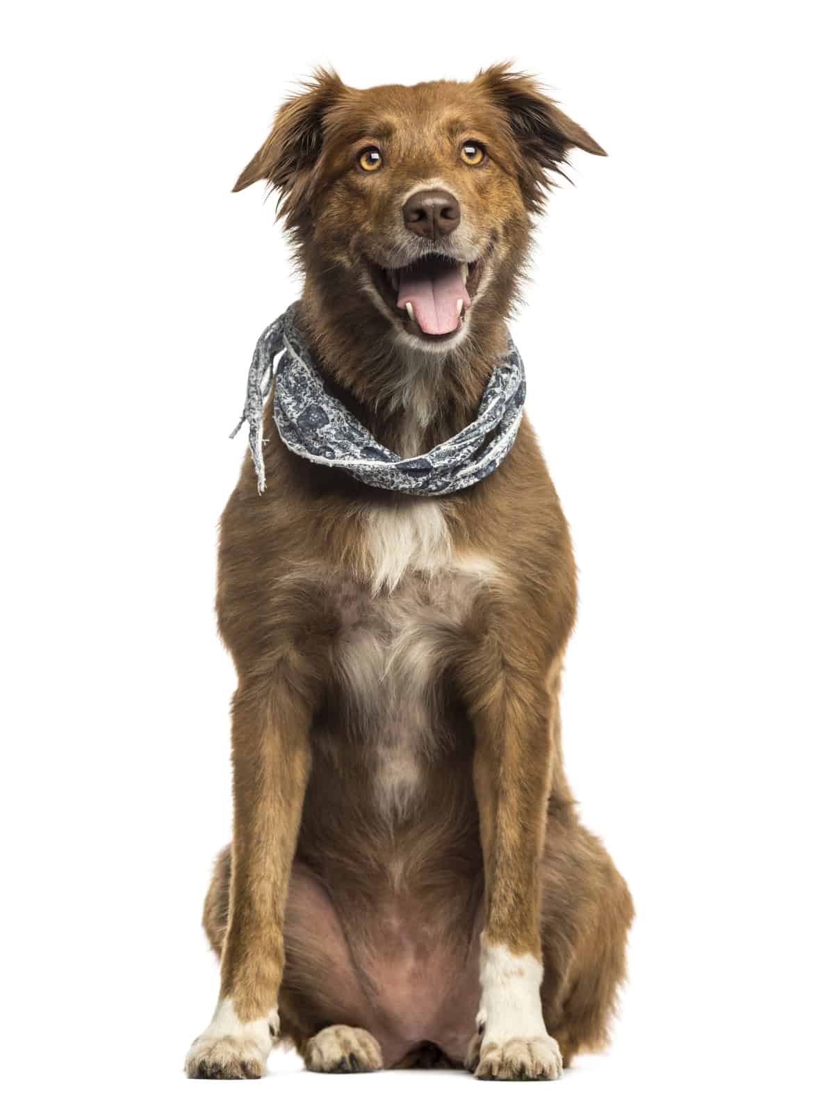 Aussiedor: Is the Australian Shepherd Lab Mix Right for You?