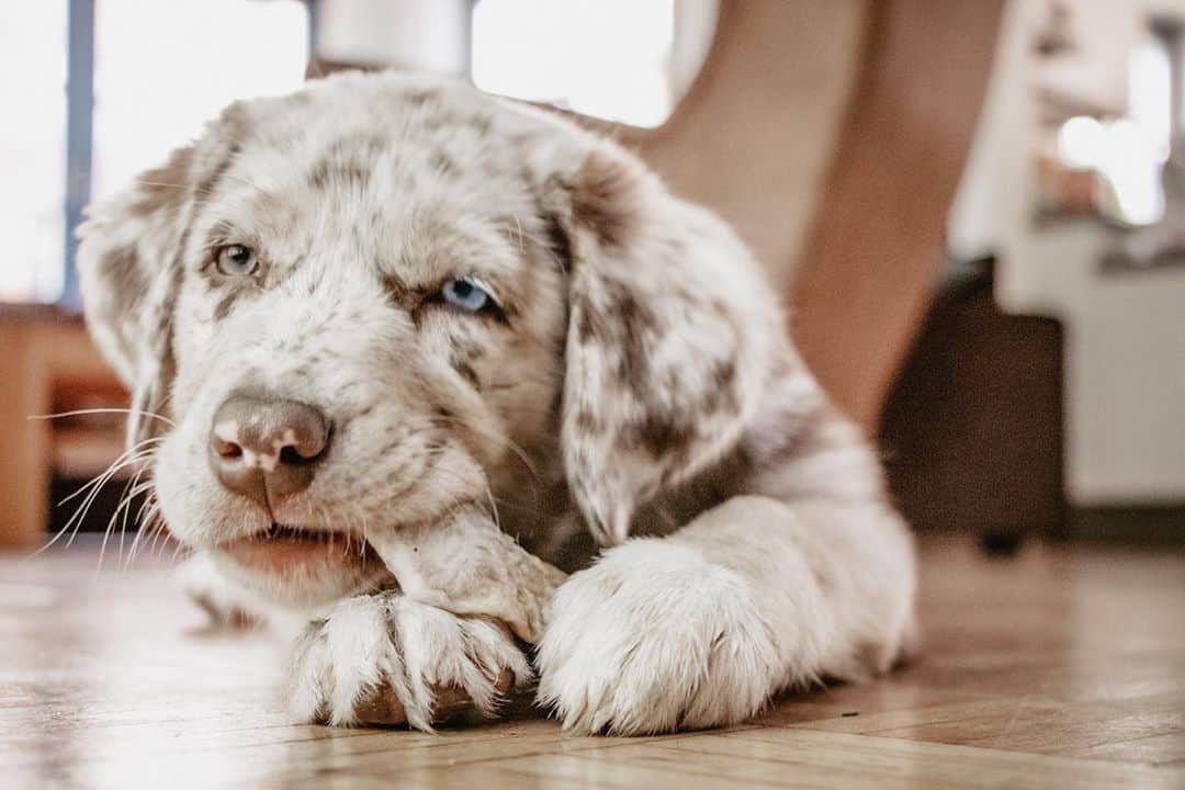Aussiedor Is the Australian Shepherd Lab Mix Right for You? K9 Web