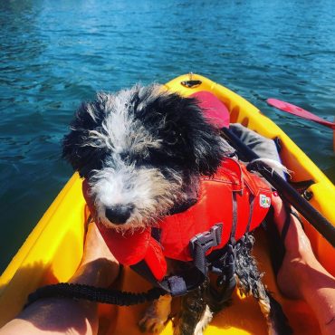 Meet Ziggy - the Mini Aussiedoodle Ziggy - the Mini Aussiedoodle