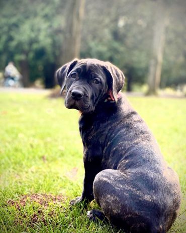 Meet Bagheera The Bandog