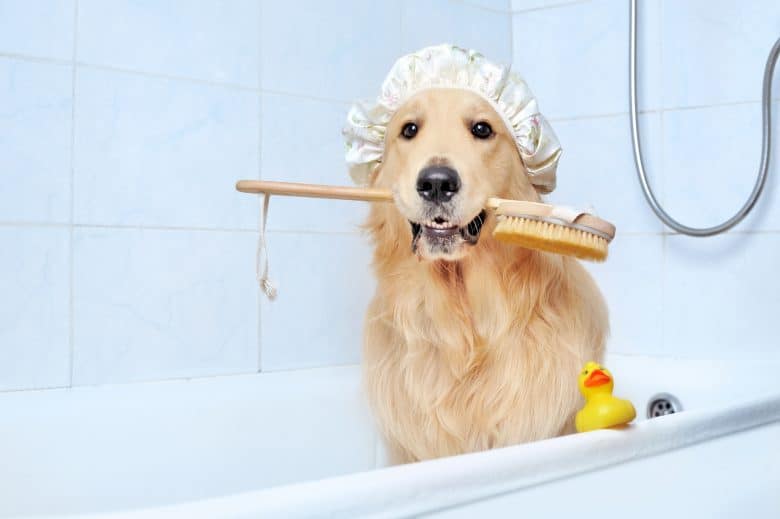 Bathing your Golden Retriever 