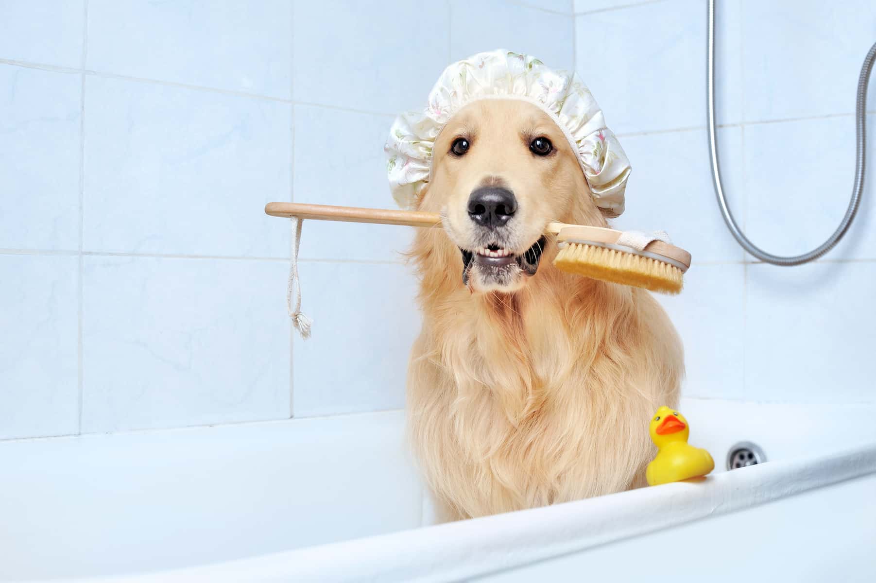 View of How to Groom a Golden Retriever: Complete Step-by-Step Guide