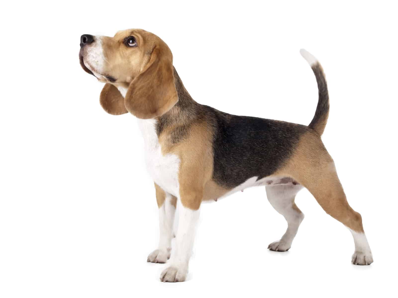 The Beagle Mix What happens when opposites attract K9 