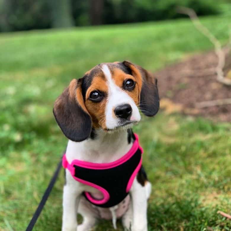Meet Beaux, the Beaglier