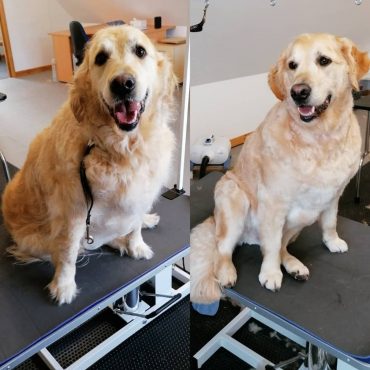 View of Everything to know about how to groom a Golden Retriever - K9 Web