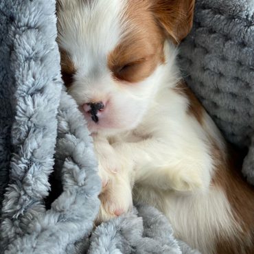 Meet Coder, the Beaglier puppy