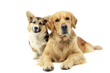 The Corgi and Golden Retriever