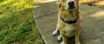 The Corgi Beagle Mix