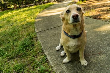 The Corgi Beagle Mix