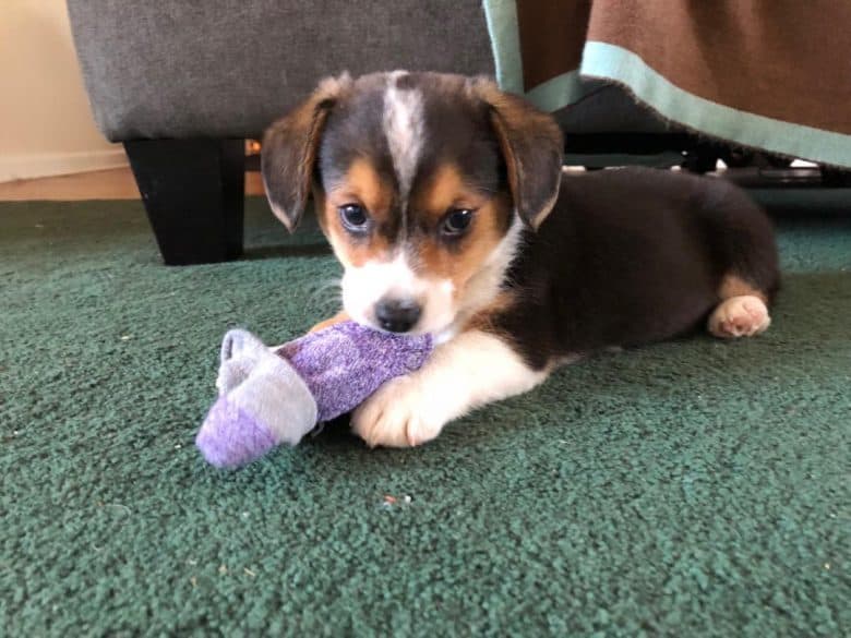 Beagle Puppies For Sale - Colorado Springs, CO #280523