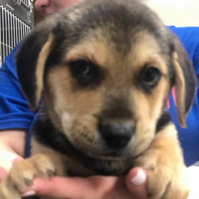 Your ultimate guide to the Golden Retriever mix dog K9 Web