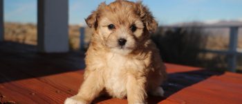 Cute Aussiedoodle Puppy