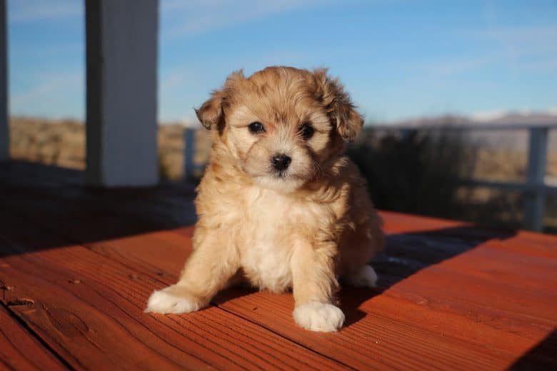 The adorable Aussiedoodle