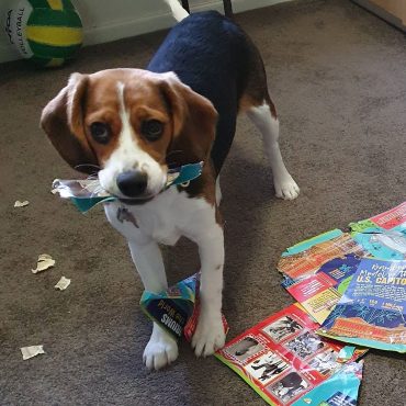 Meet Ellie, the Beaglier