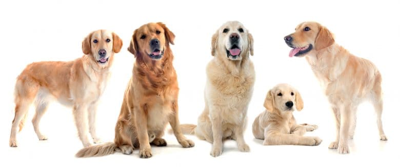 Purebred Golden Retrievers