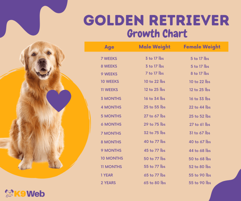 Golden Retriever Growth and Weight Chart Ultimate Guide