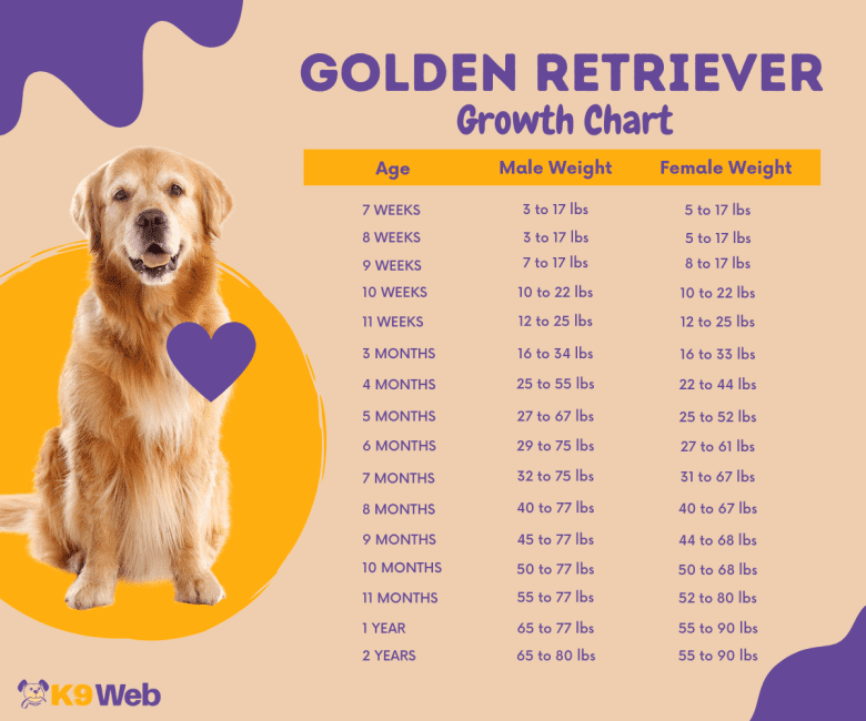 Golden Retriever Weight Chart for Male and Female