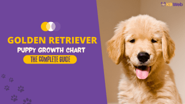 Golden Retriever Puppy Growth Chart Guide