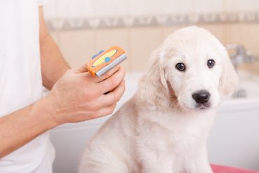 Grooming a Golden Retriever