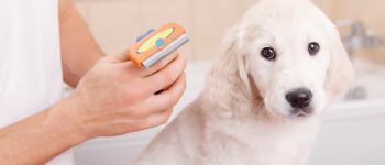 Grooming a Golden Retriever