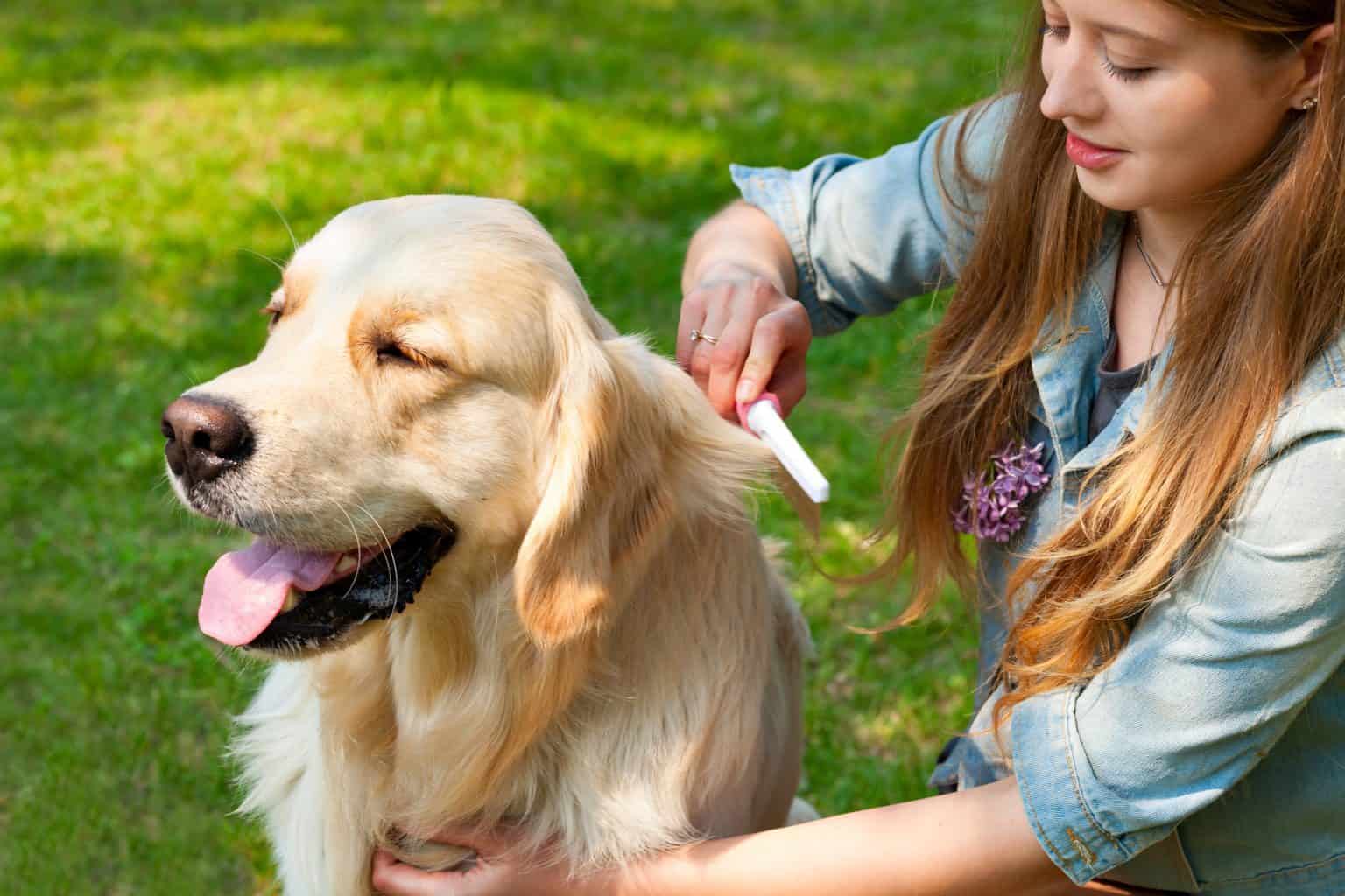 Everything to know about how to groom a Golden Retriever K9 Web