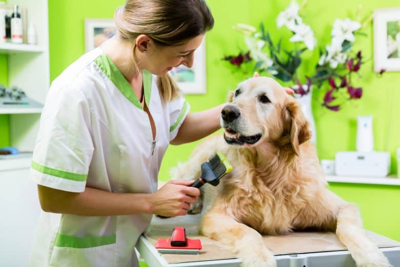 Dog Grooming Cost for Golden Retriever