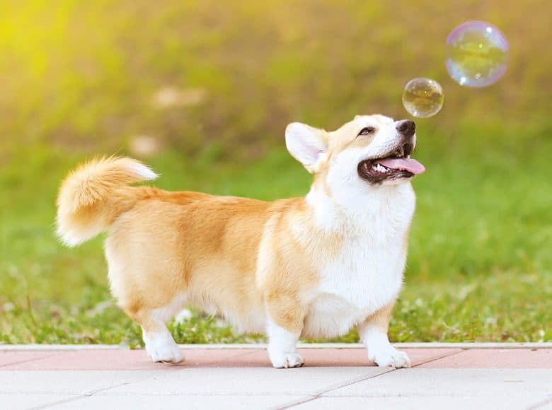 Su guía definitiva para el perro Golden Retriever mix Madame Lelica