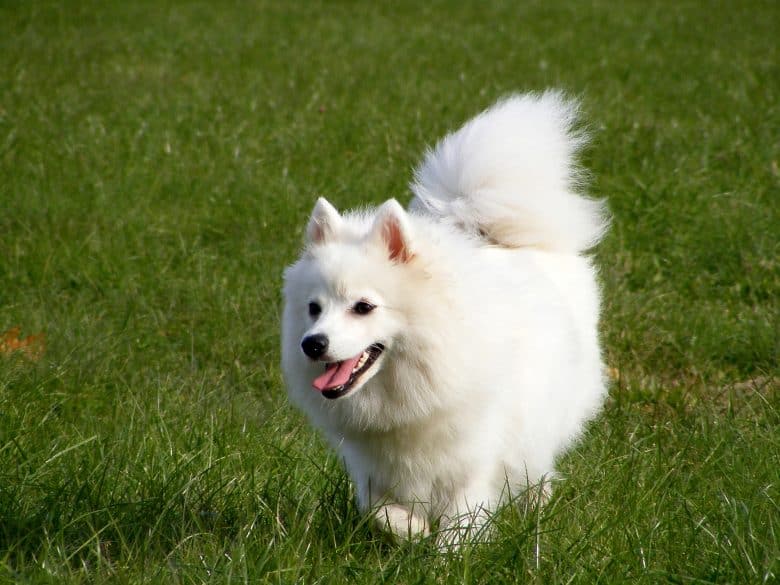 A Japanese Spitz dog running