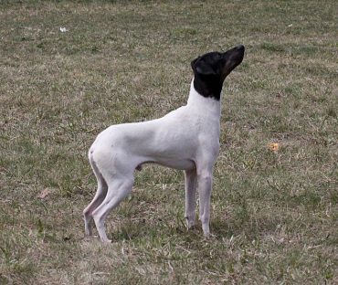 Japanese Terrier Dog