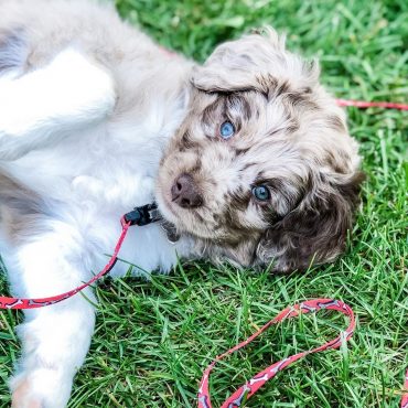 Meet Lloyd - the Aussiedoodle Lloyd, the Aussiedoodle