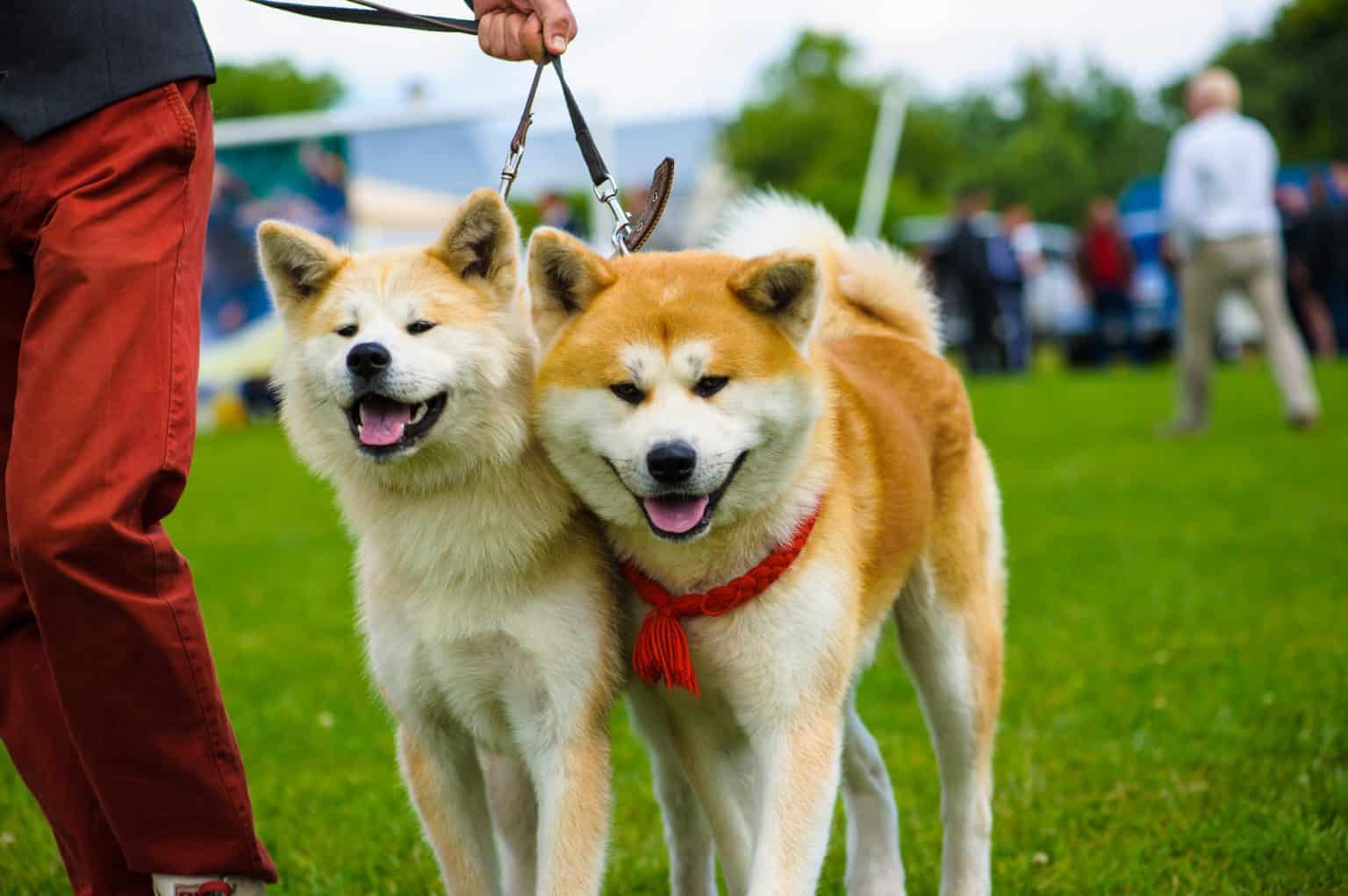 Top 10 Most Popular Japanese Dog Breeds vrogue.co