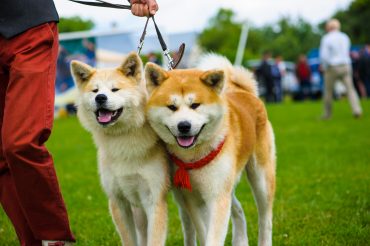 Most Popular Japanese Dog Breeds